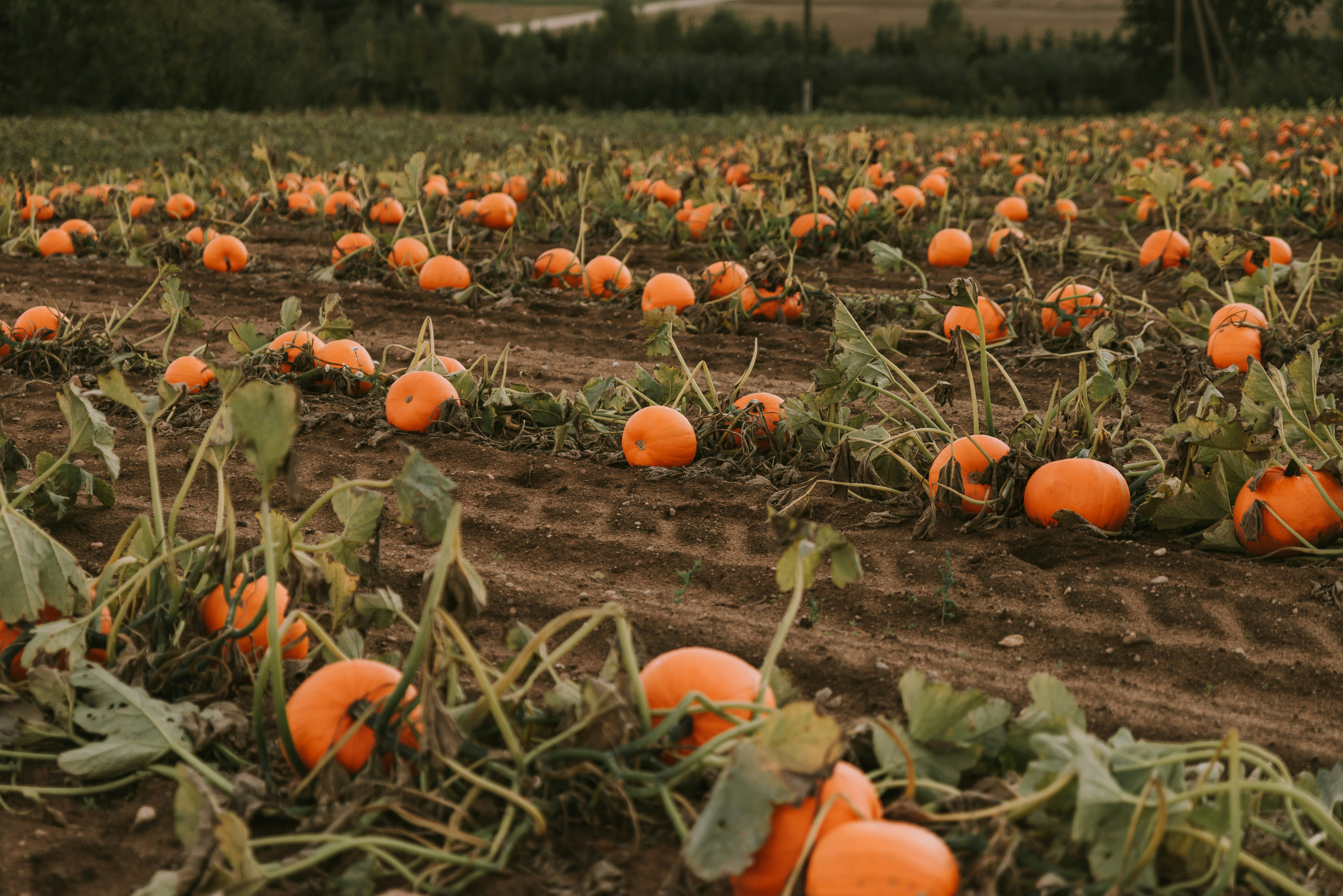 Photo by anitaaustvika