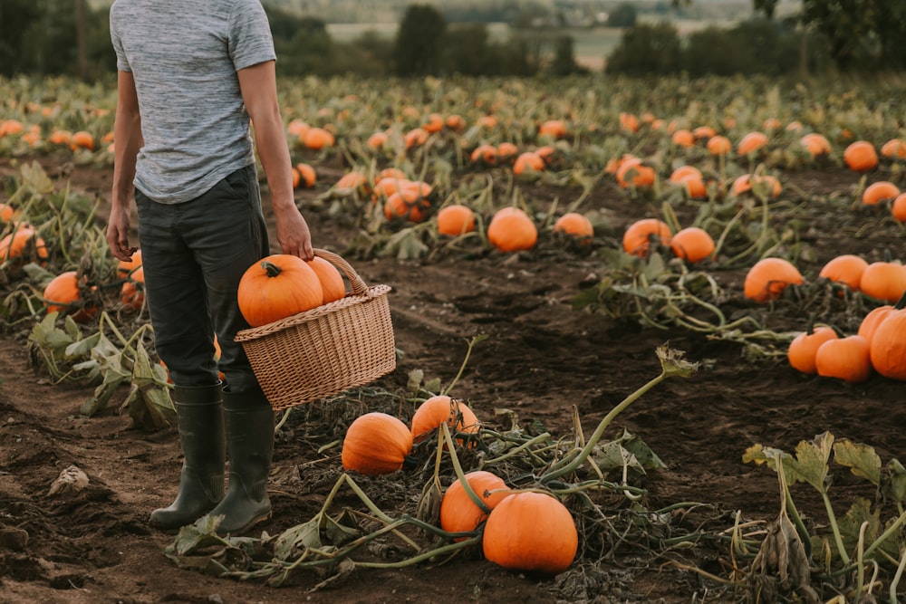 a man holding a basket of pumpkins in a field