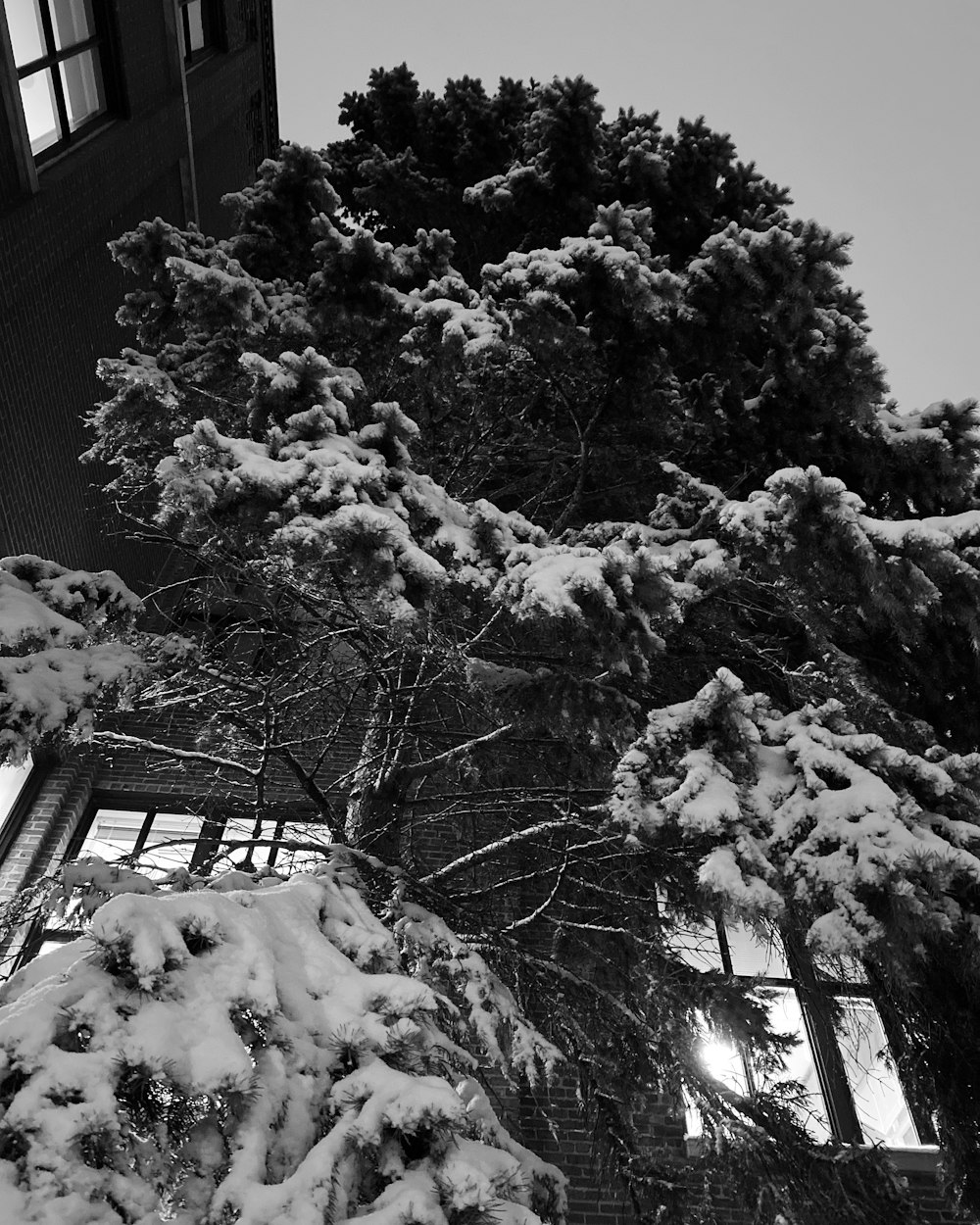 a black and white photo of snow covered trees