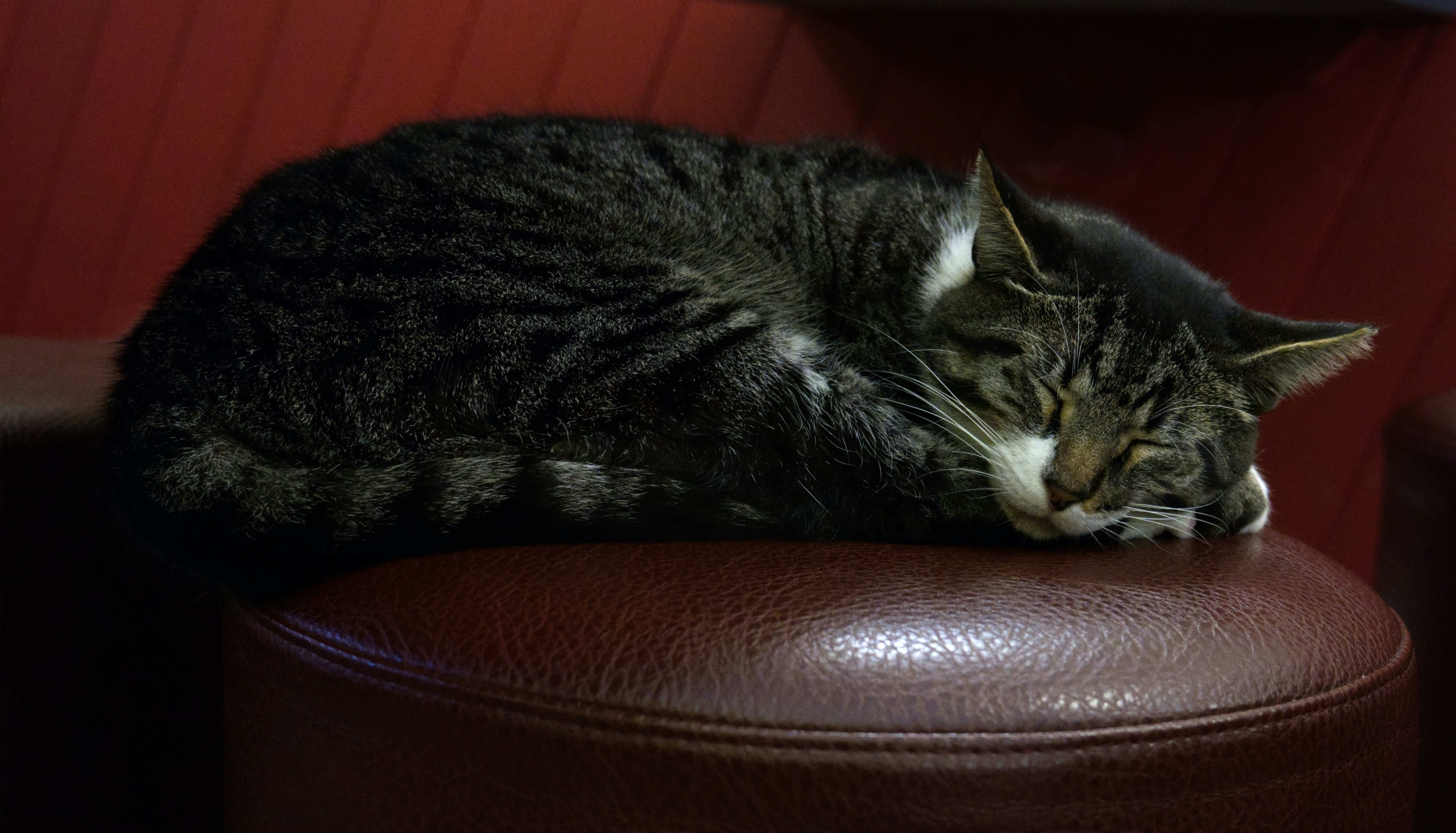 The Mystery of Feline Time Perception (image credits: unsplash)