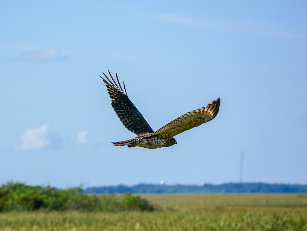 a large bird flying over a lush green field