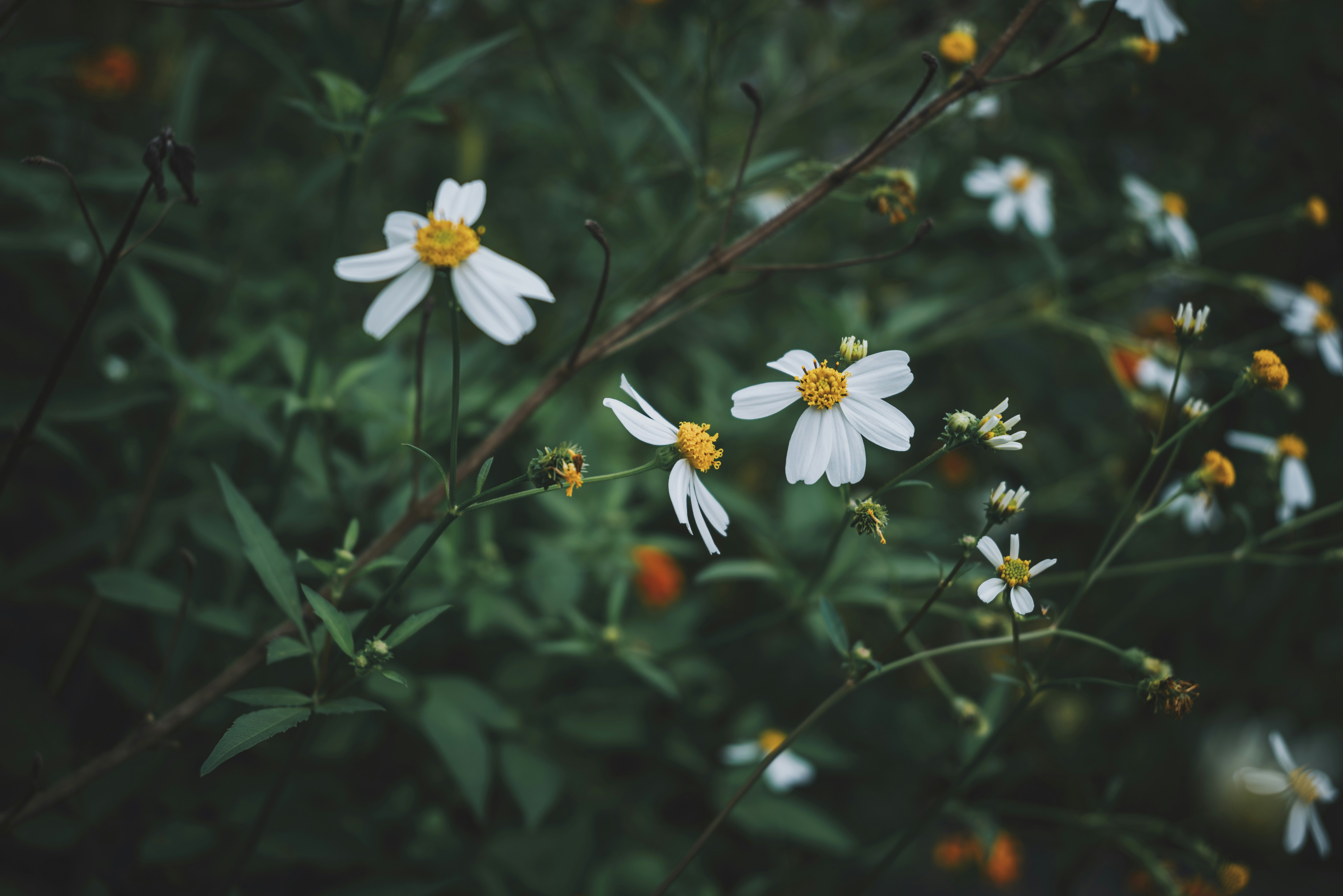 Photo by wangbinghua