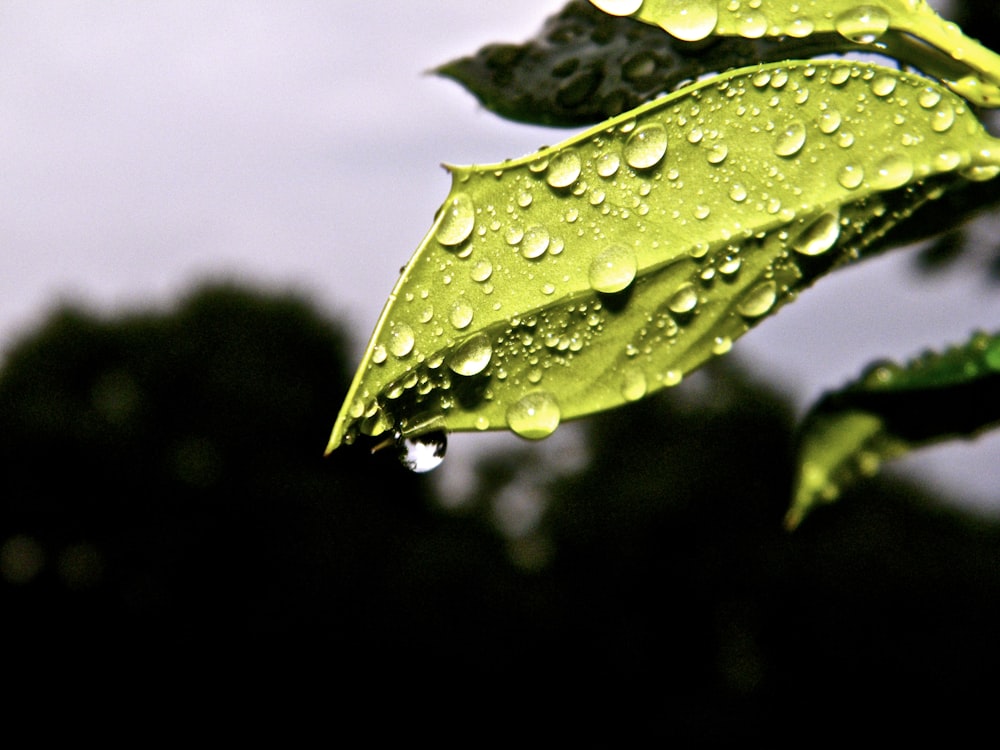 a green leaf with drops of water on it