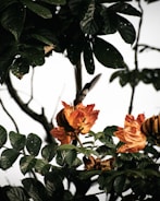 Close-up of a hummingbird feeding from a colorful flower.