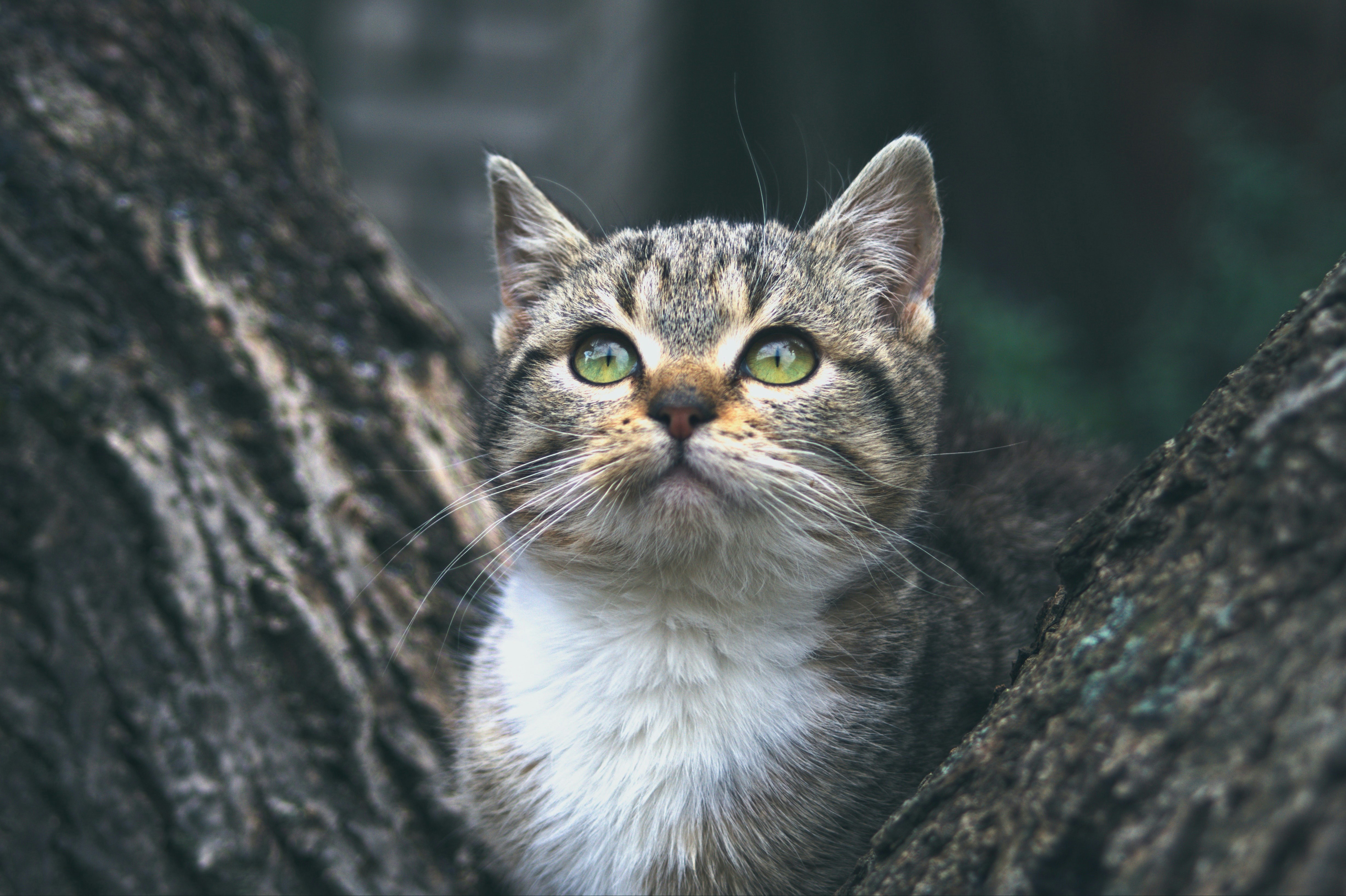 a close up of a cat in a tree