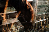 Close-up of a friendly horse grazing by a rustic wooden fence.