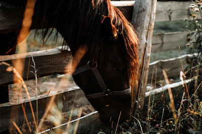 Close-up of a friendly horse grazing by a rustic wooden fence.