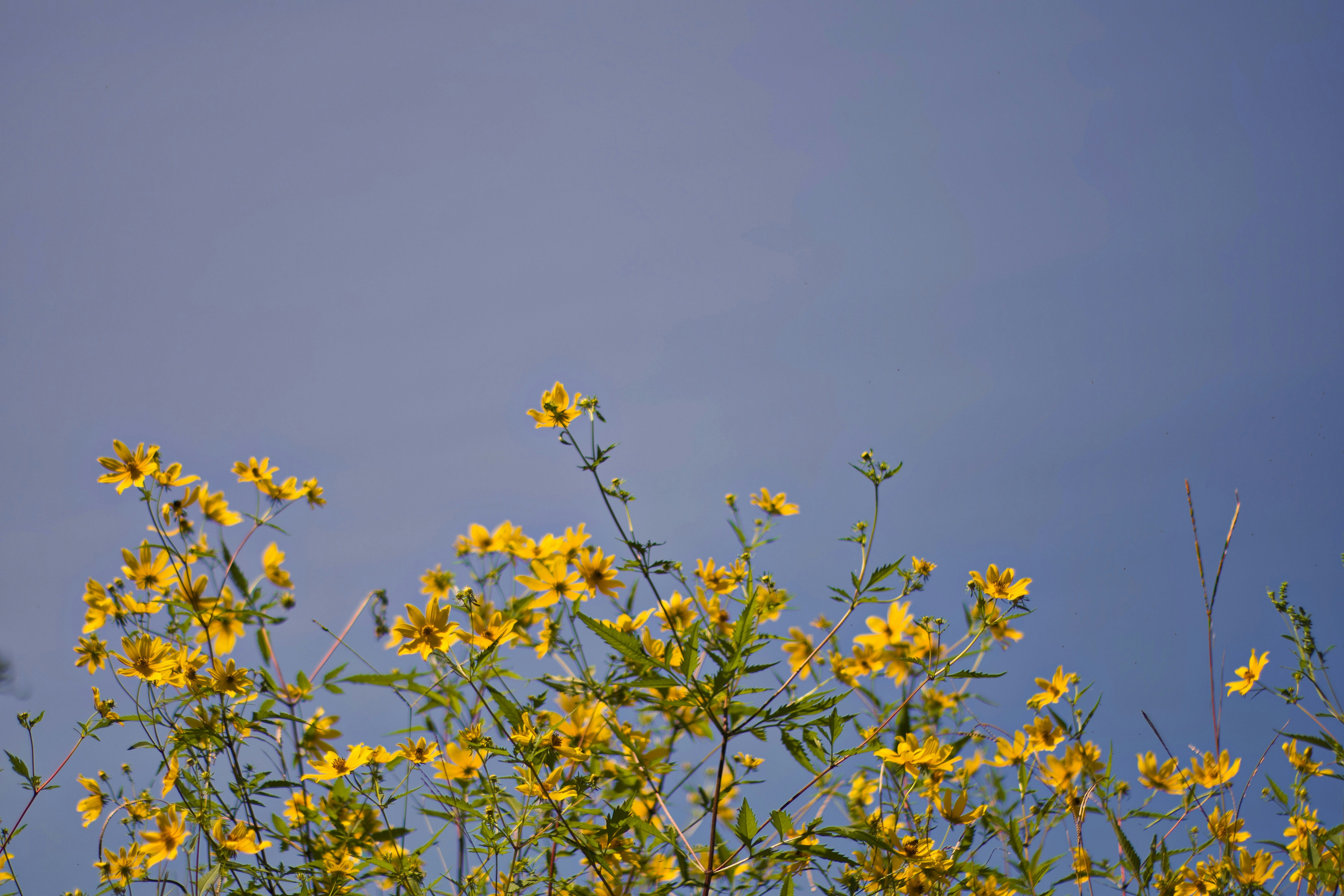 Photo by nikoflicksphotography