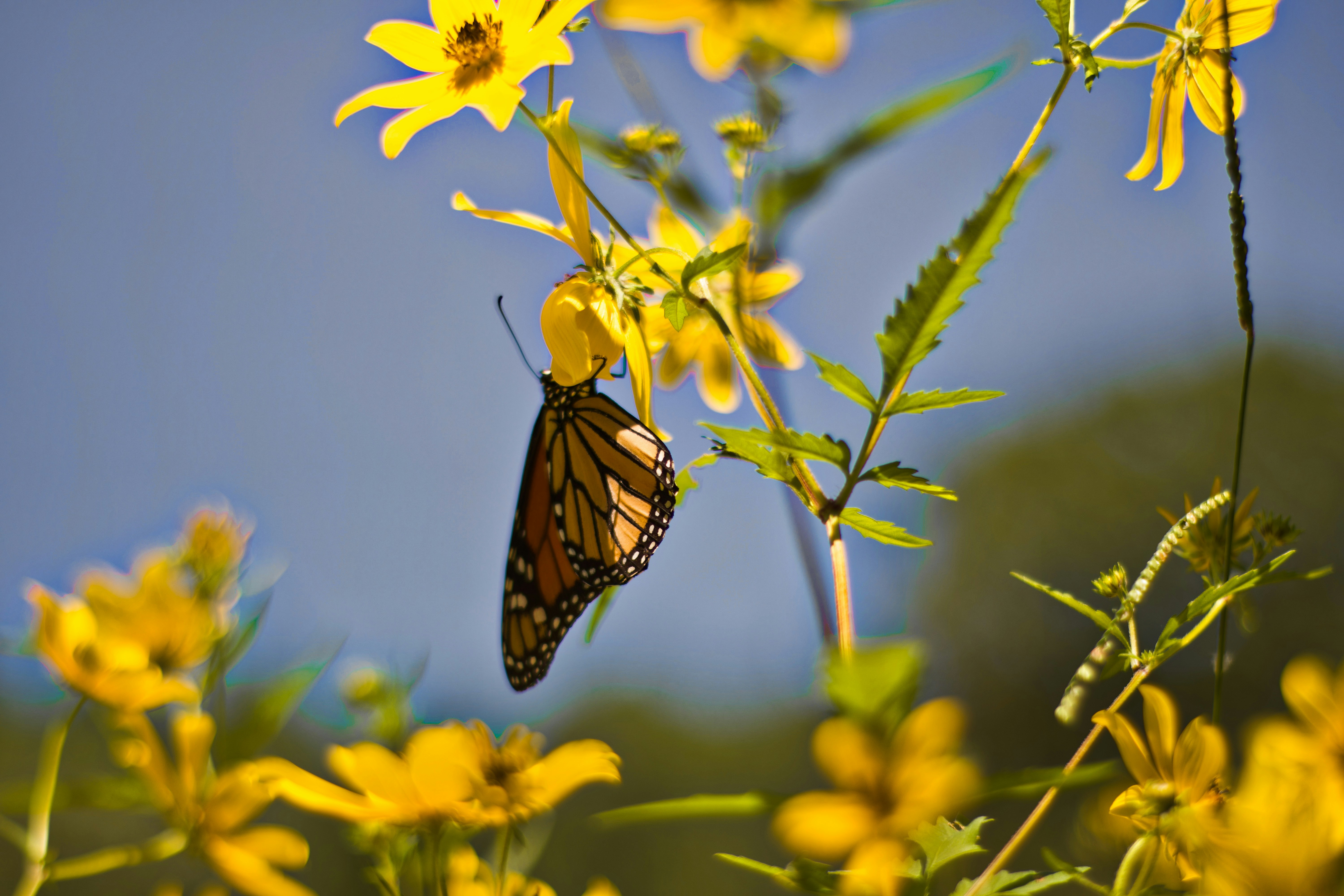 Photo by nikoflicksphotography