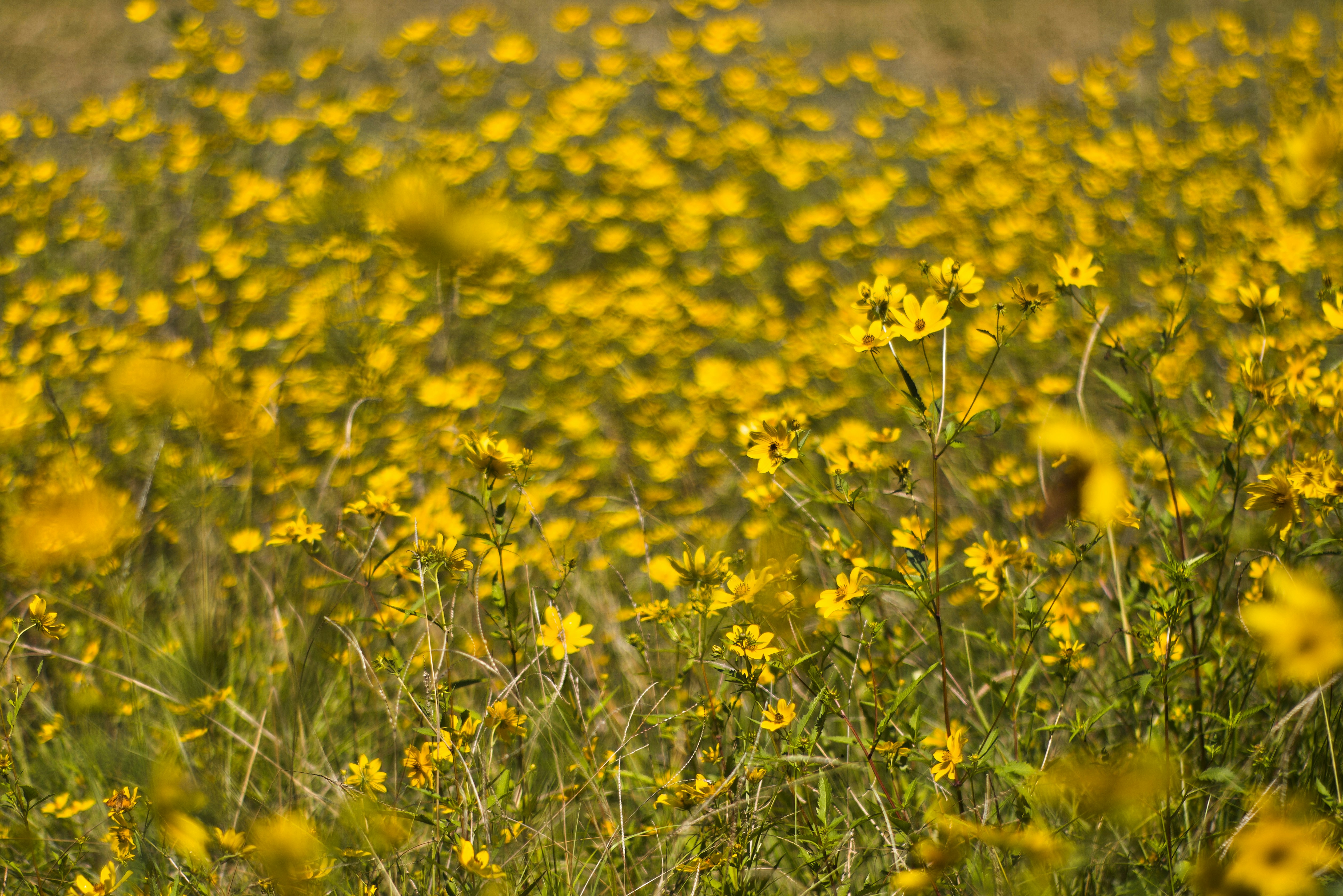 Photo by nikoflicksphotography