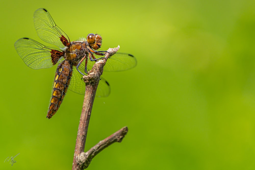 a couple of dragonflies sitting on top of a tree branch
