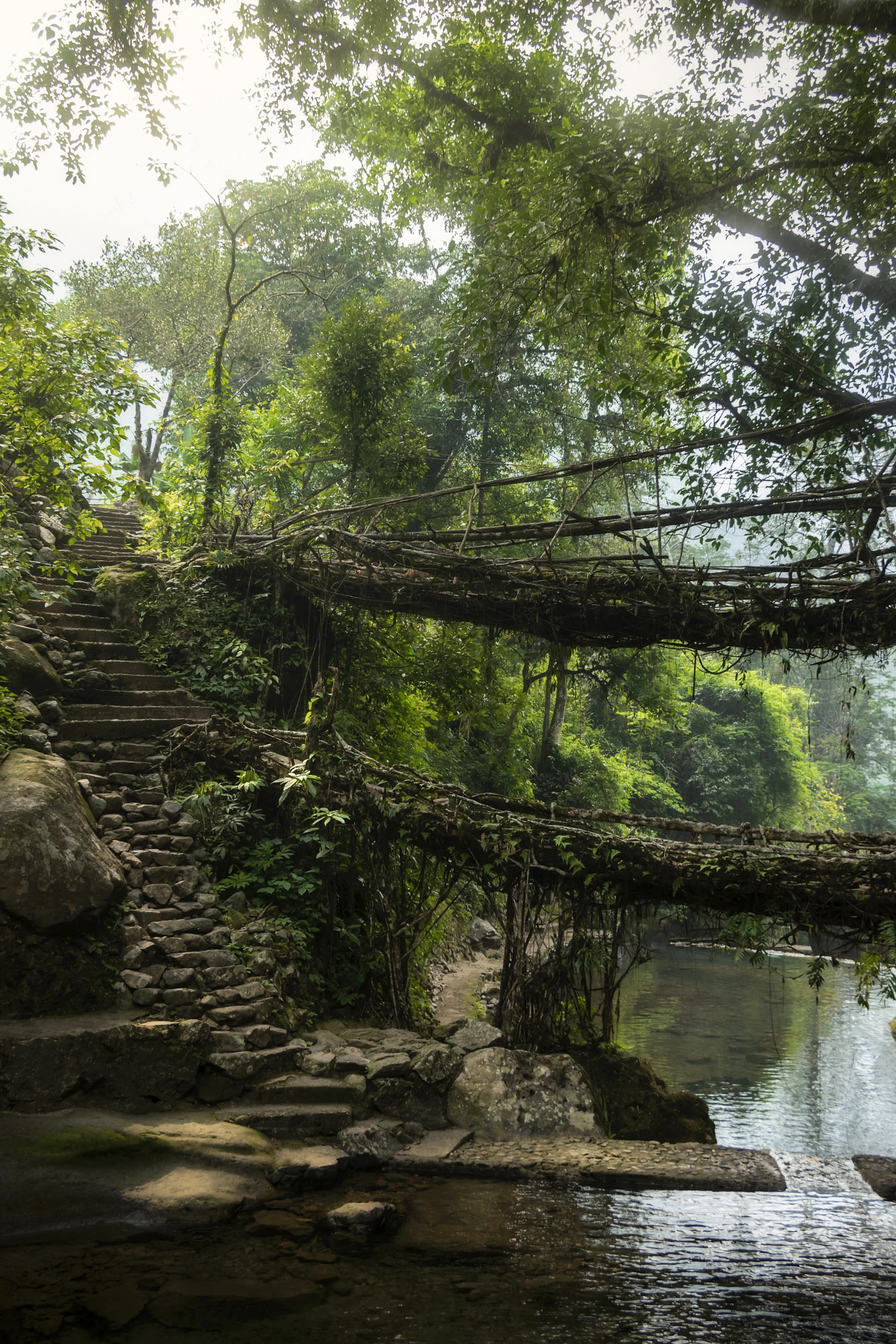 Living root bridge steps descending through deep green forest in Meghalaya
