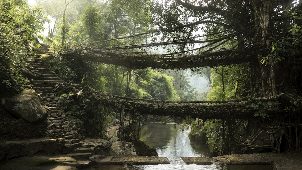 a bridge over a river surrounded by trees