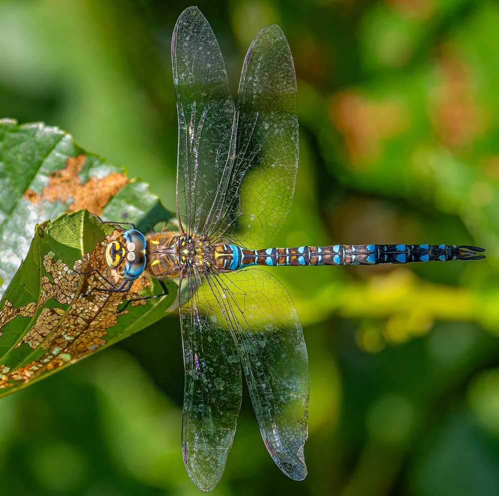 a blue and black dragonfly resting on a leaf