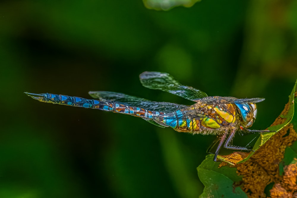 a close up of a dragon fly on a leaf