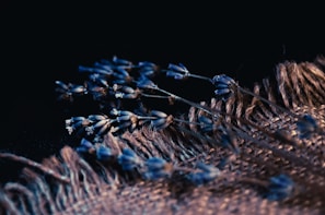 Macro shot of lavender flowers gently resting on a smooth white surface, highlighting natural textures