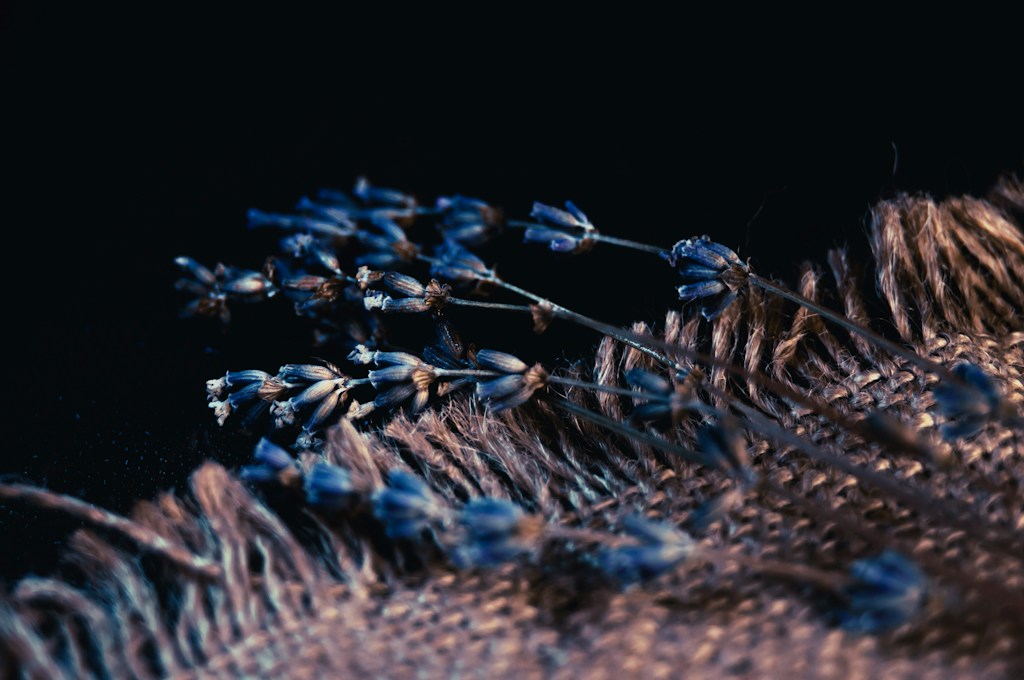 Dried Lavender