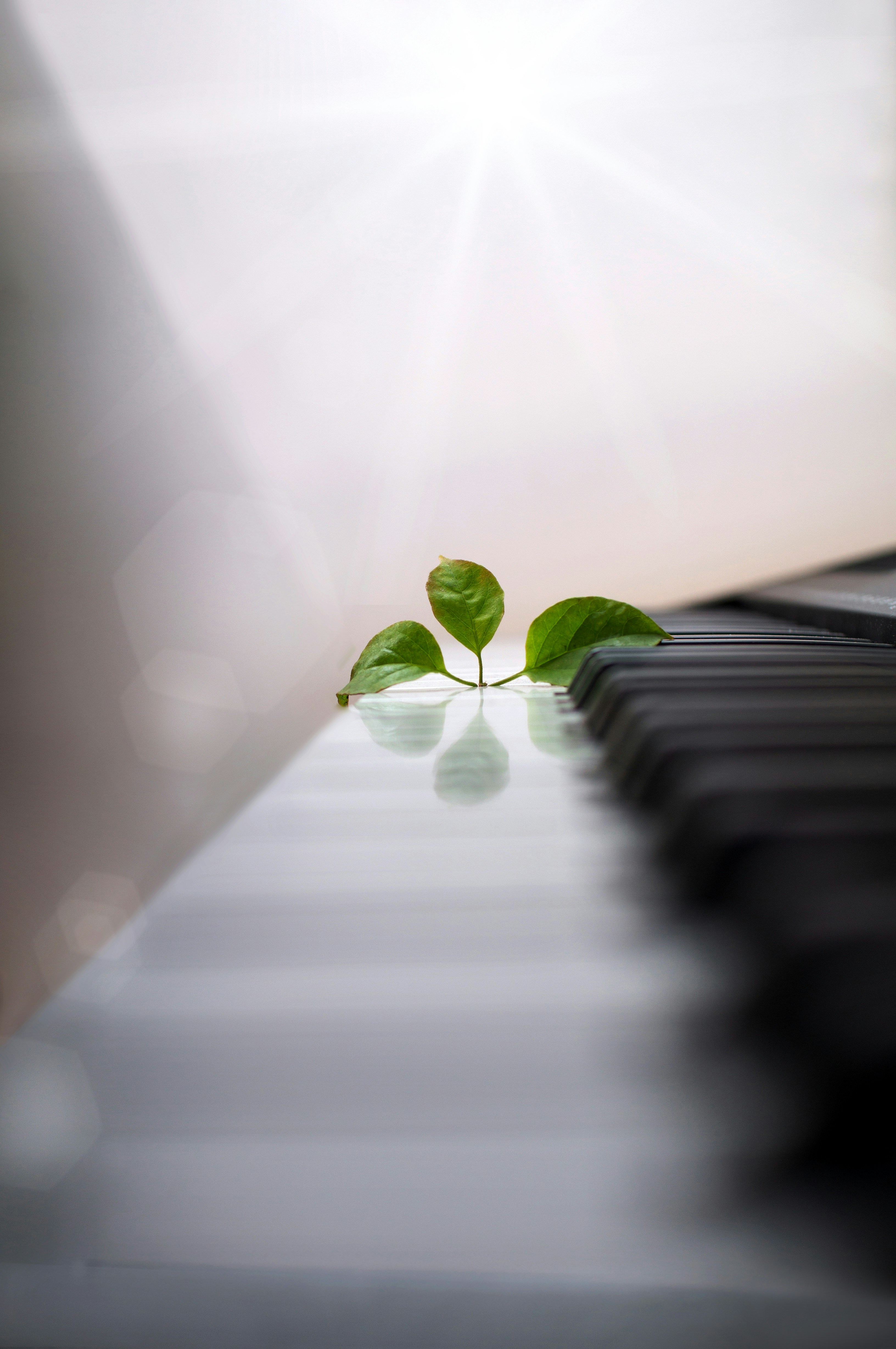 a small green plant sitting on top of a piano