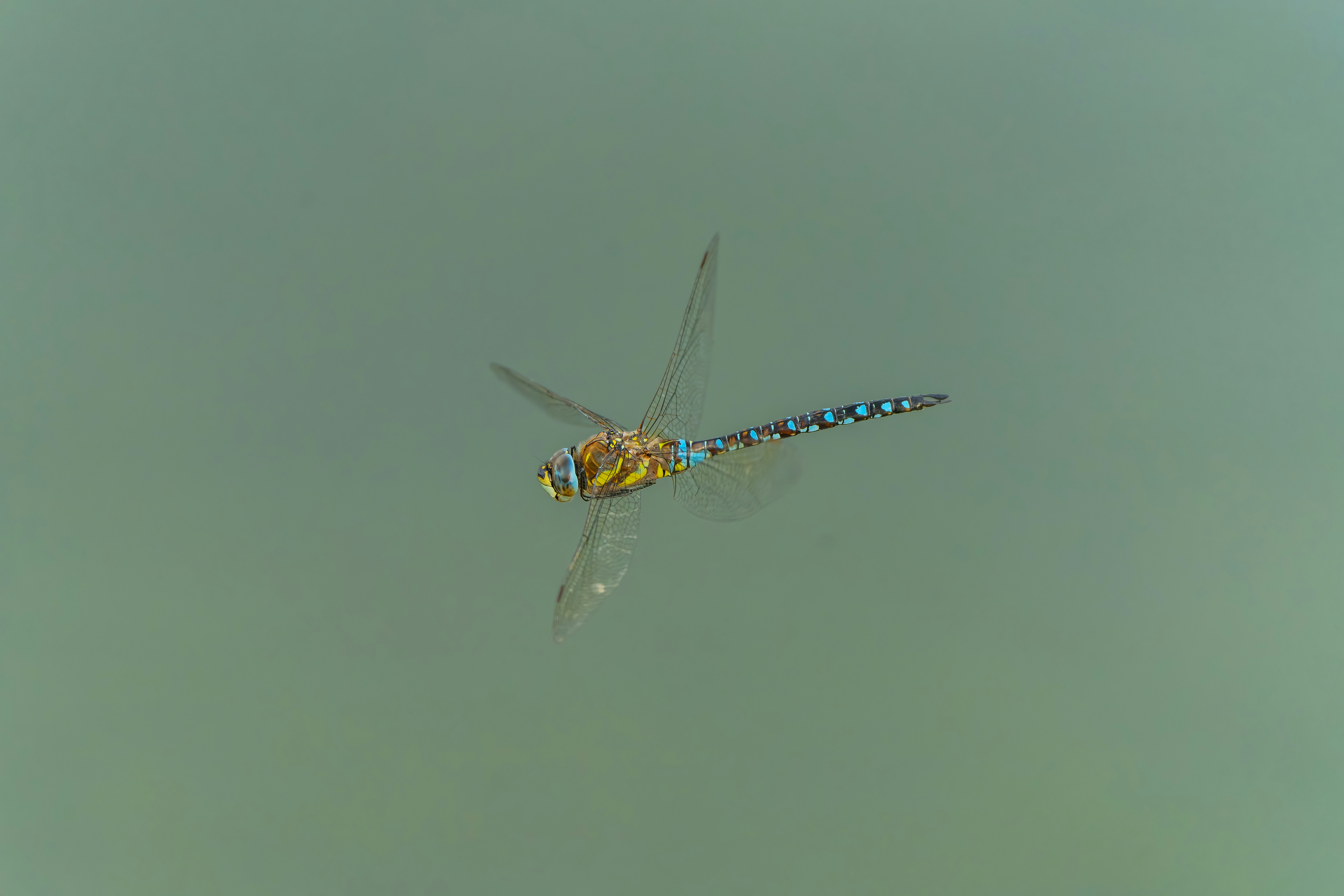 The Lightning-Fast World of Insect Flight (image credits: unsplash)