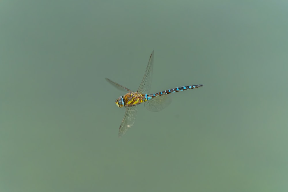 a dragon flys through the air above the water