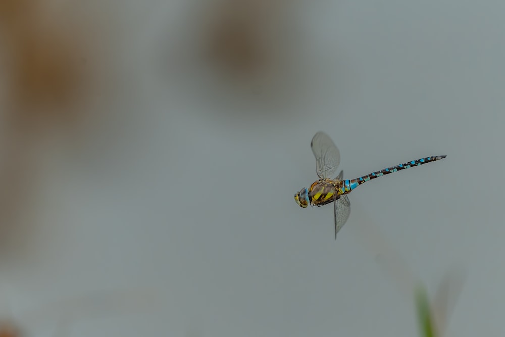 a blue and yellow dragon flys through the air