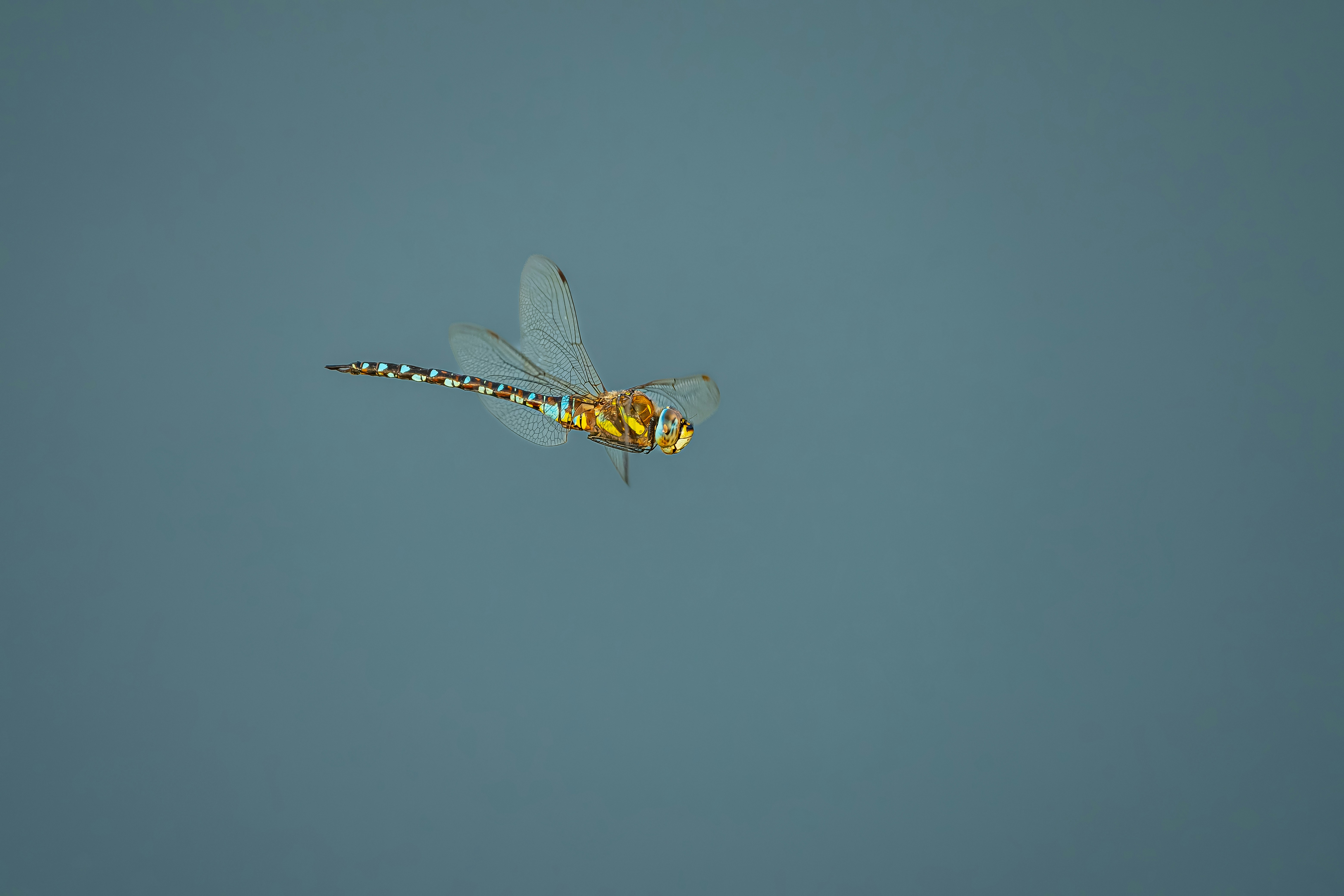a dragon flys through the air on a clear day