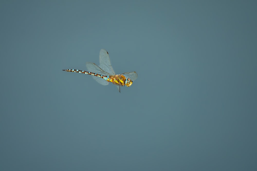 a dragon flys through the air on a clear day