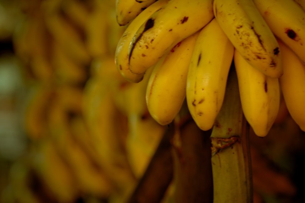 a bunch of ripe bananas hanging from a tree