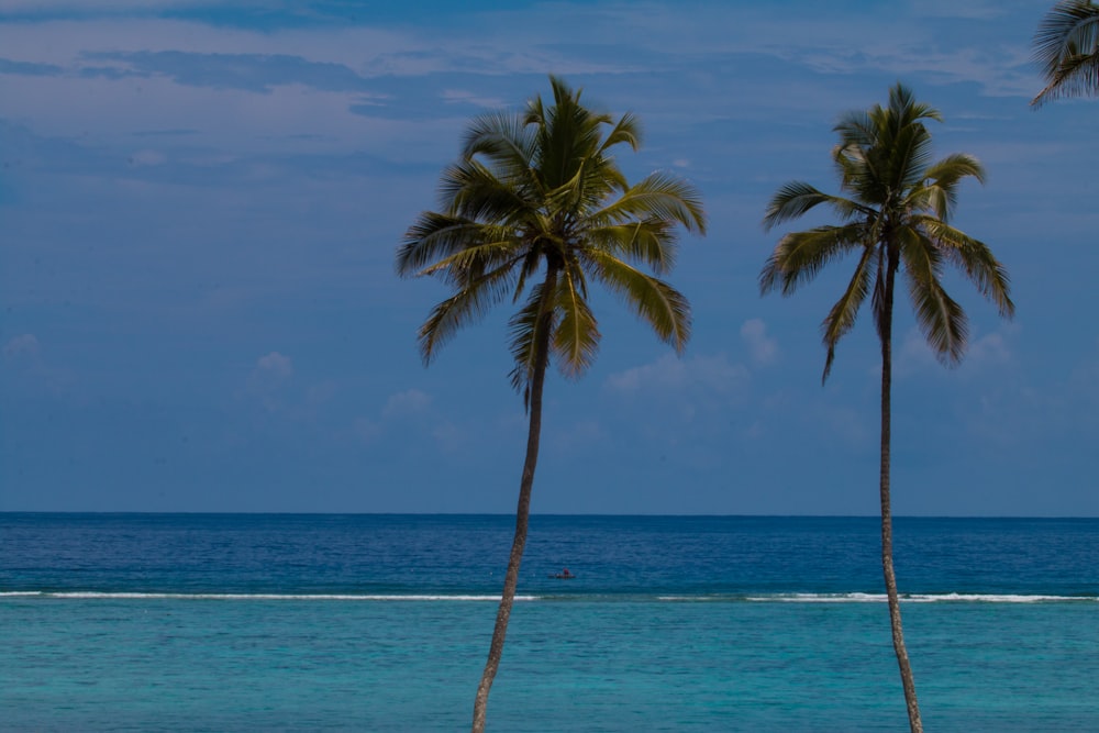 a couple of palm trees sitting on top of a beach