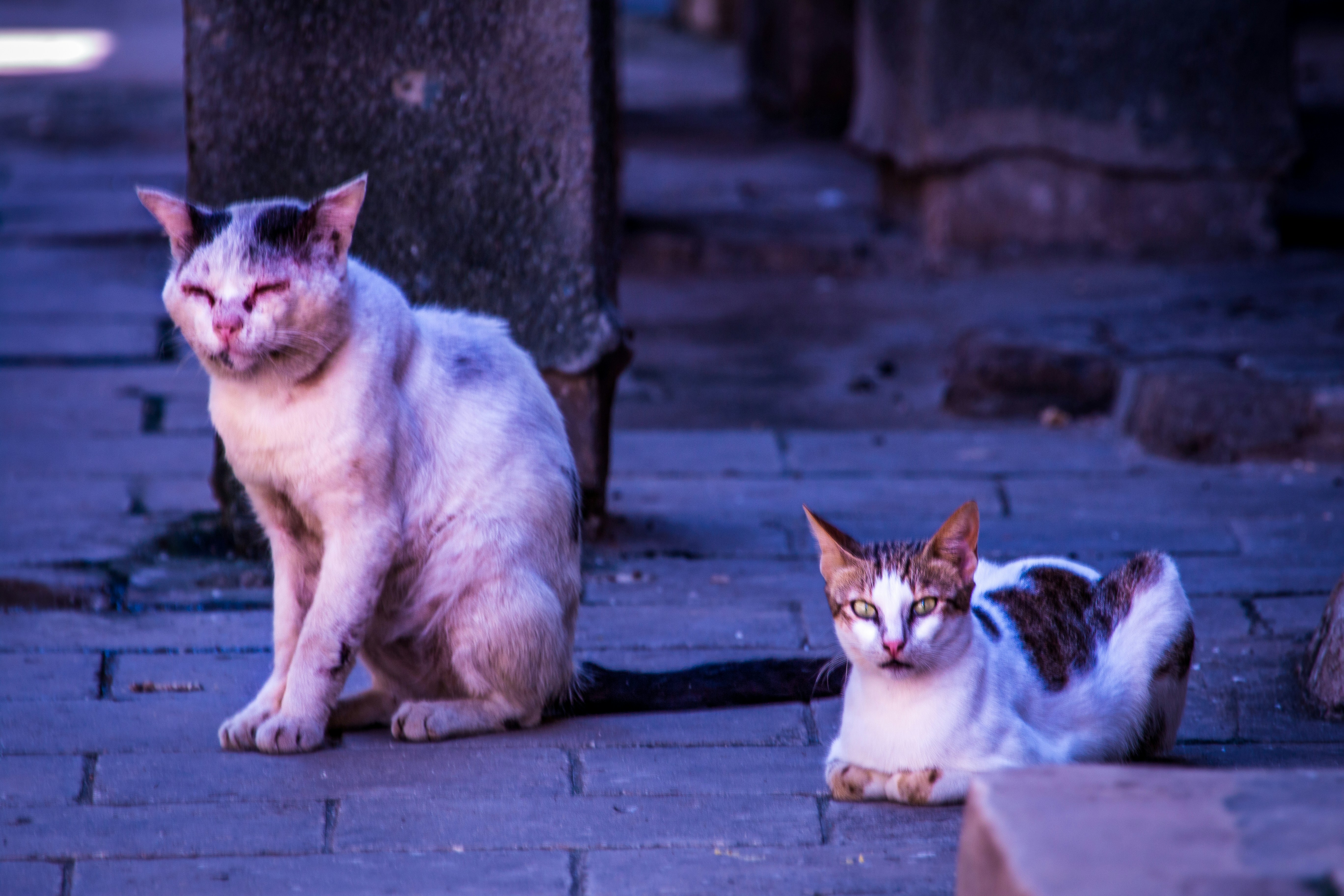 Estrés en Gatos: Causas, Síntomas y Consecuencias