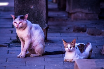 Two cats are seated on a stone path. The cat on the left has a distressed appearance, with closed eyes and visible facial issues, suggesting it may be unwell. The cat on the right is alert, lying down with wide open eyes, observing its surroundings.