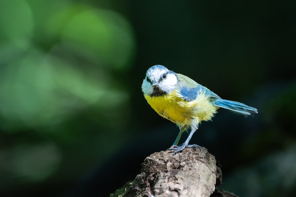 a small blue and yellow bird sitting on a tree branch