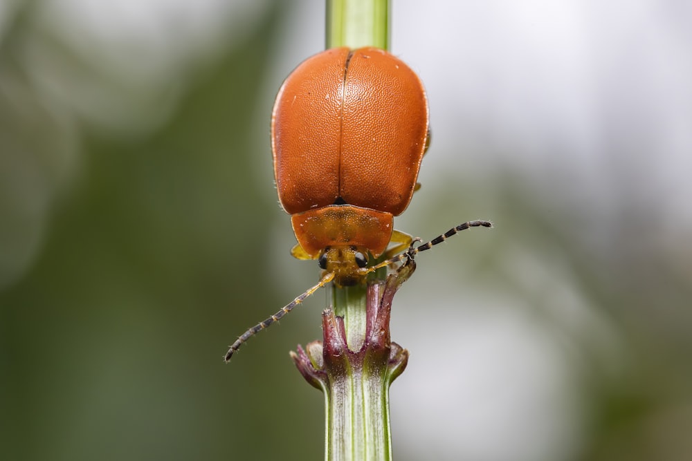 a close up of a bug on a plant