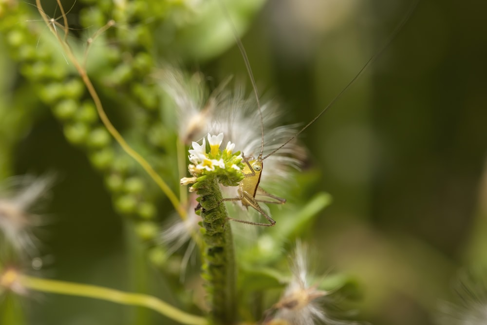 a close up of a small insect on a plant