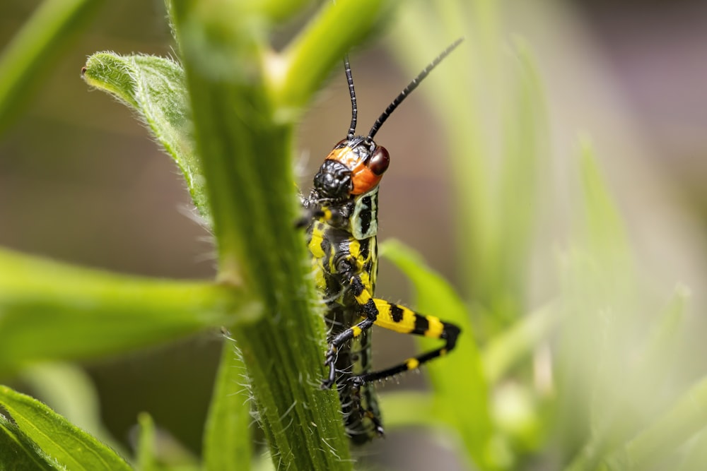 a couple of bugs sitting on top of a green plant