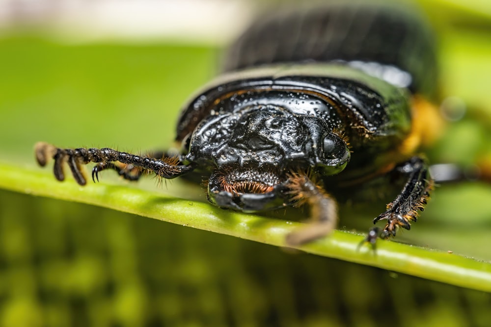 a close up of a bug on a leaf