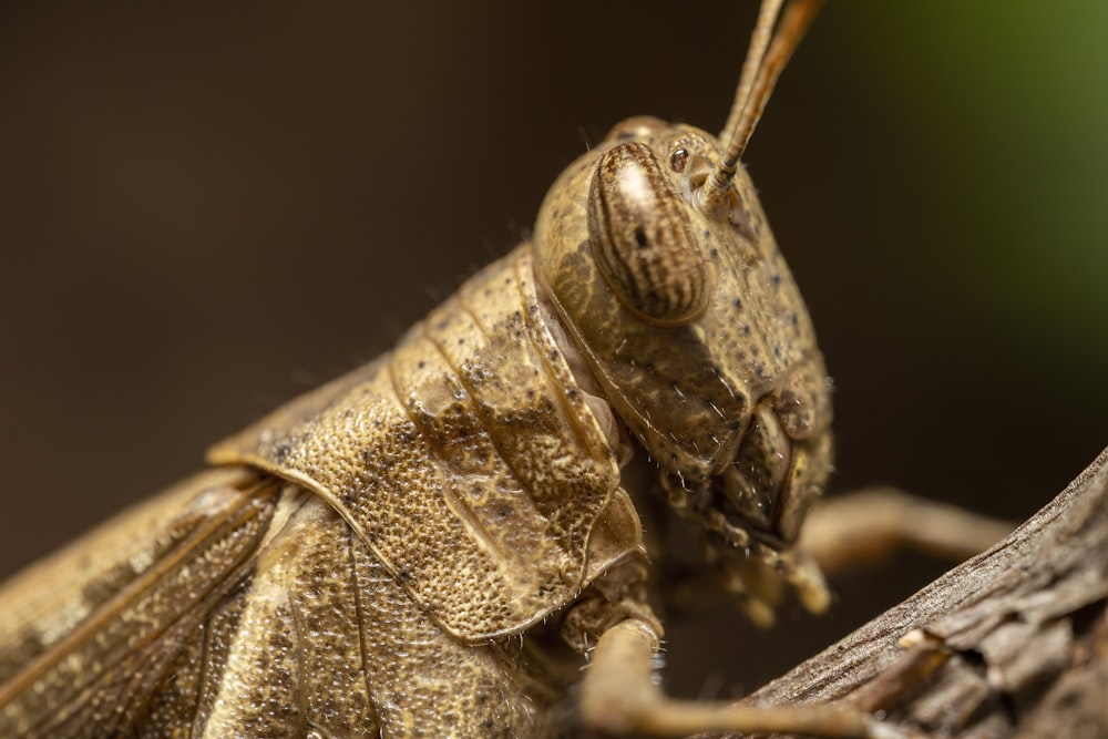 a close up of a grasshopper on a tree branch