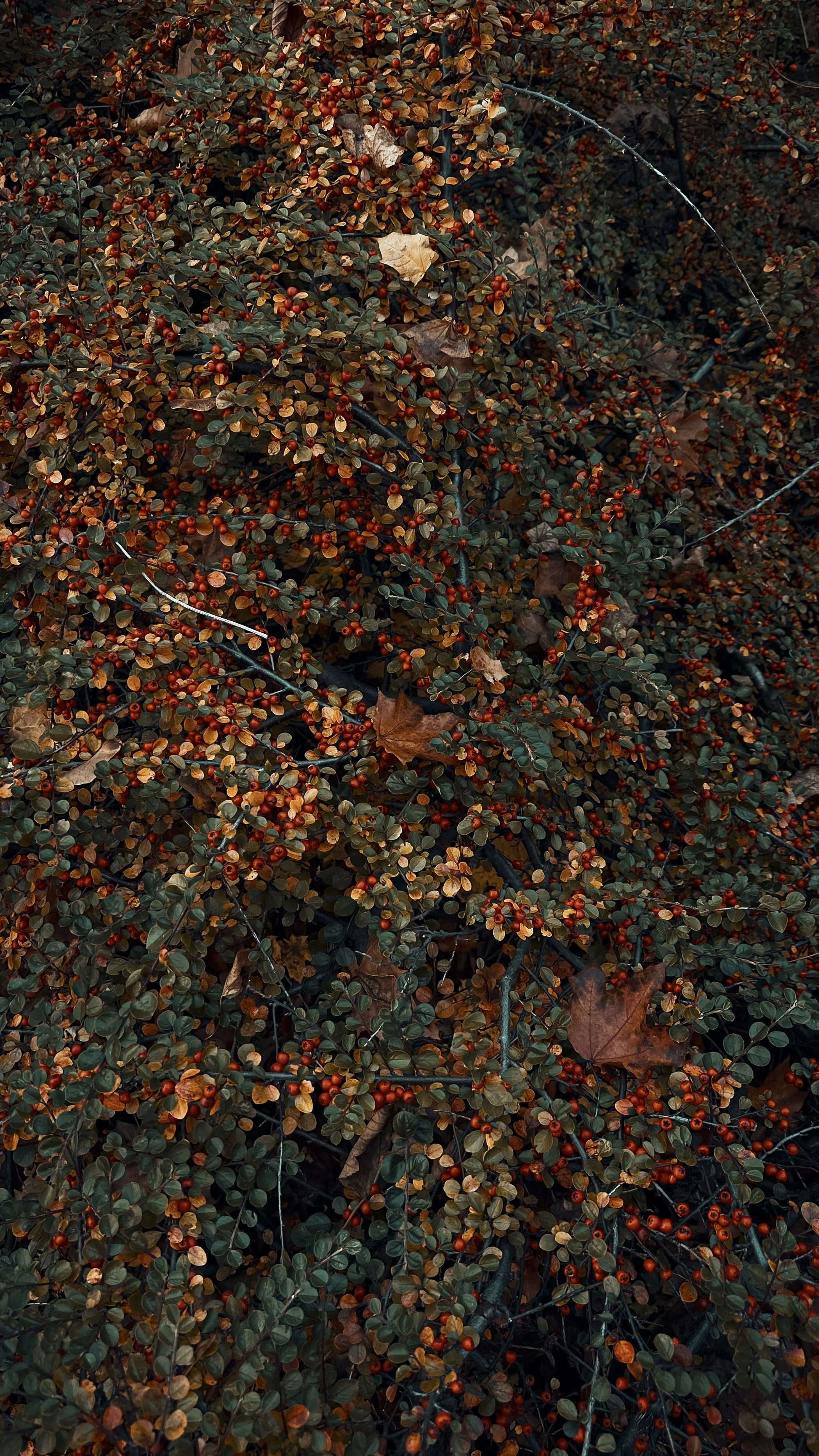 a bunch of leaves that are on the ground