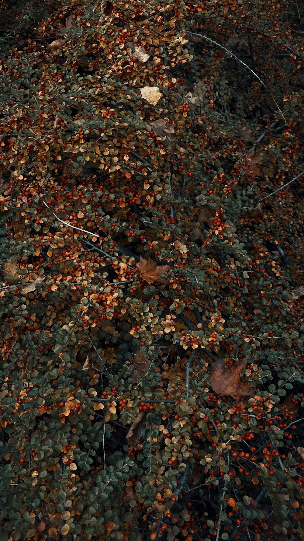 地面に落ちている葉っぱの束