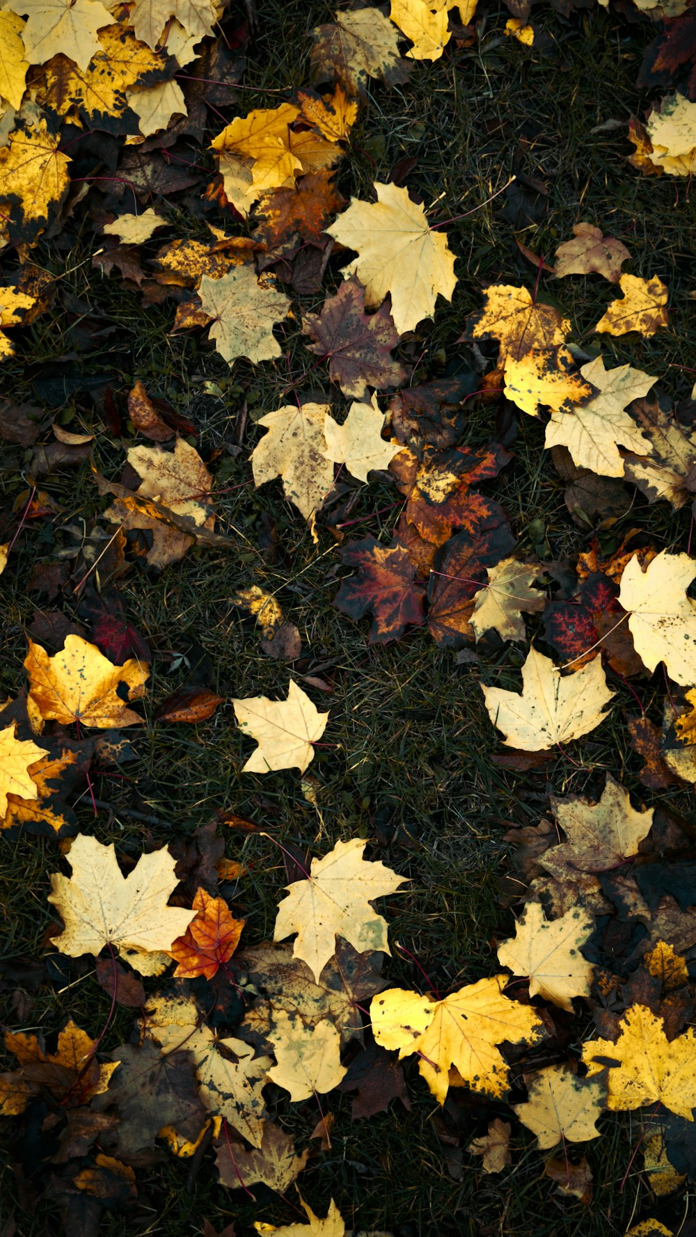 a bunch of leaves that are laying on the ground