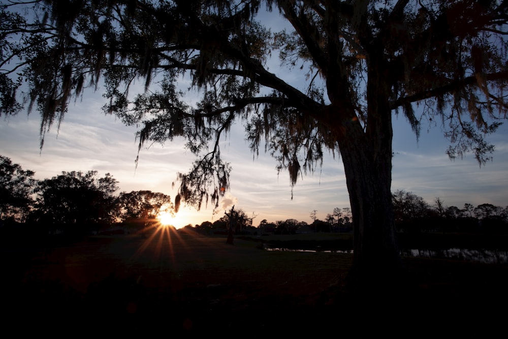 the sun is setting behind a tree in a field