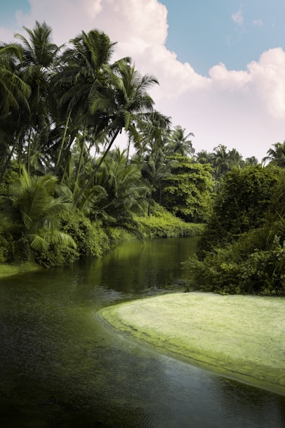 a river running through a lush green forest