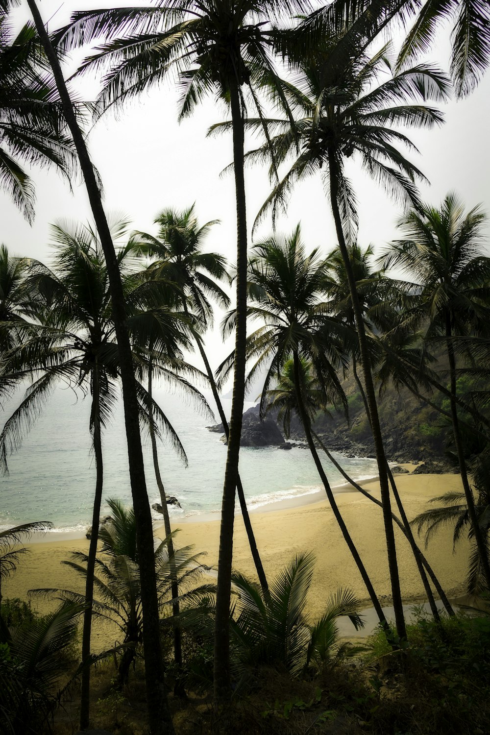 a view of a beach with palm trees in the foreground