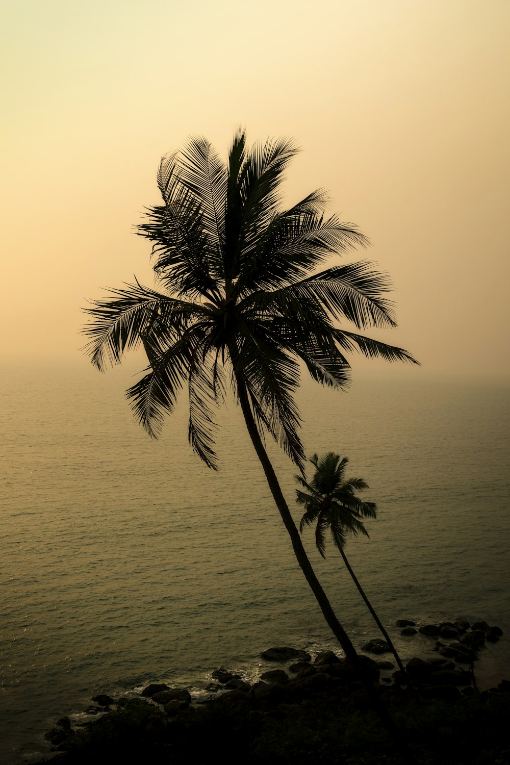 a lone palm tree on the edge of a cliff