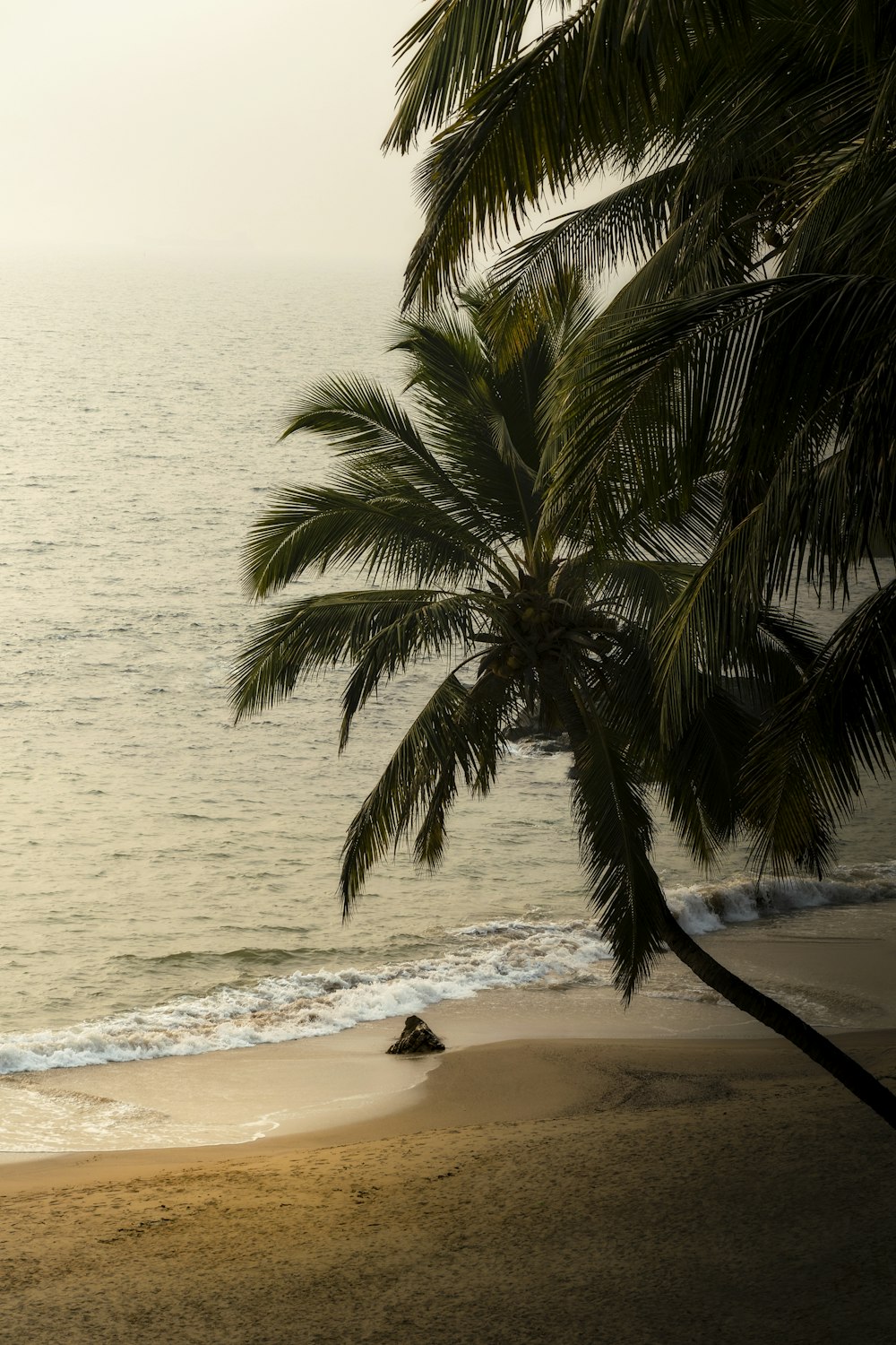 a palm tree on a beach with the ocean in the background