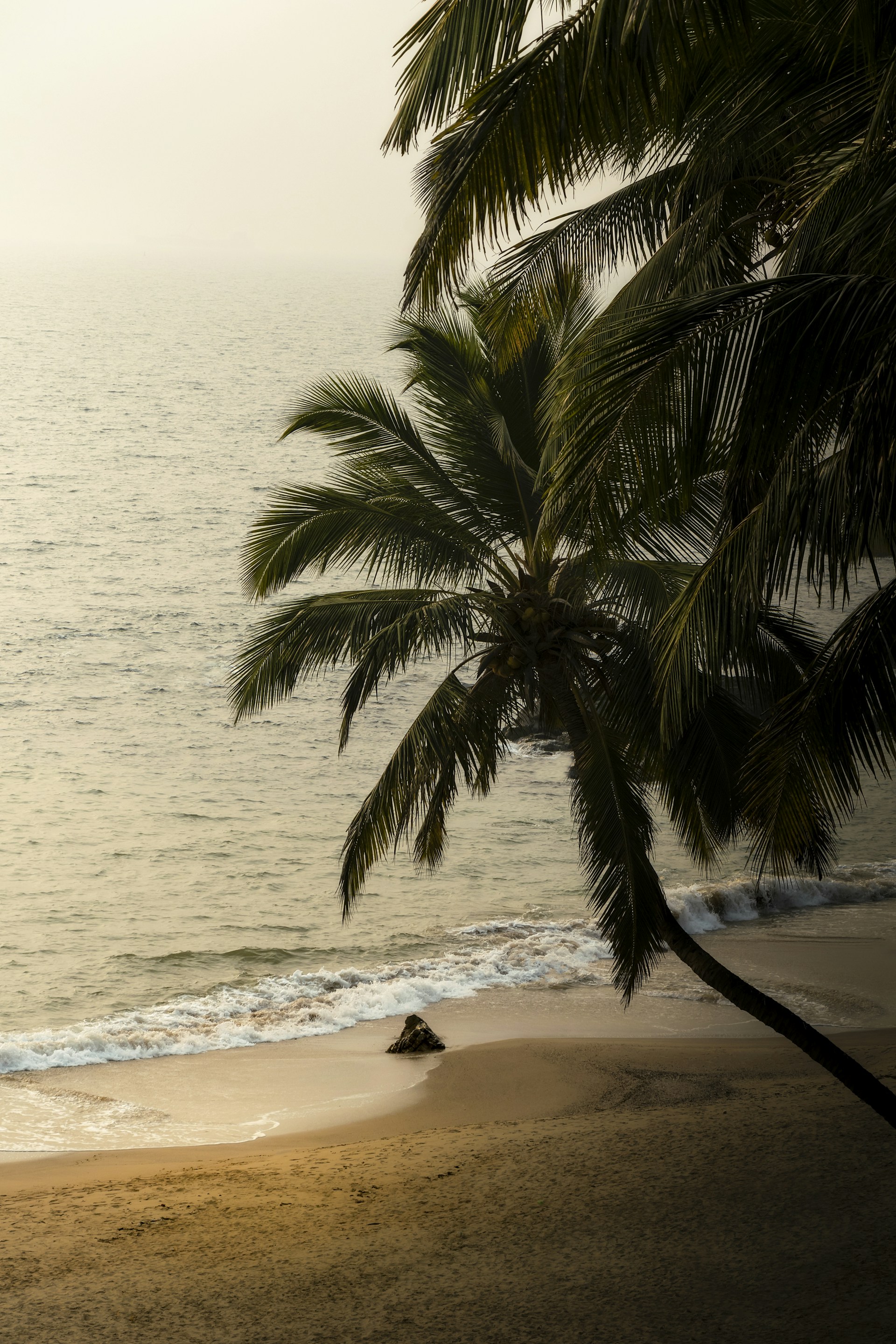 a palm tree on a beach with the ocean in the background