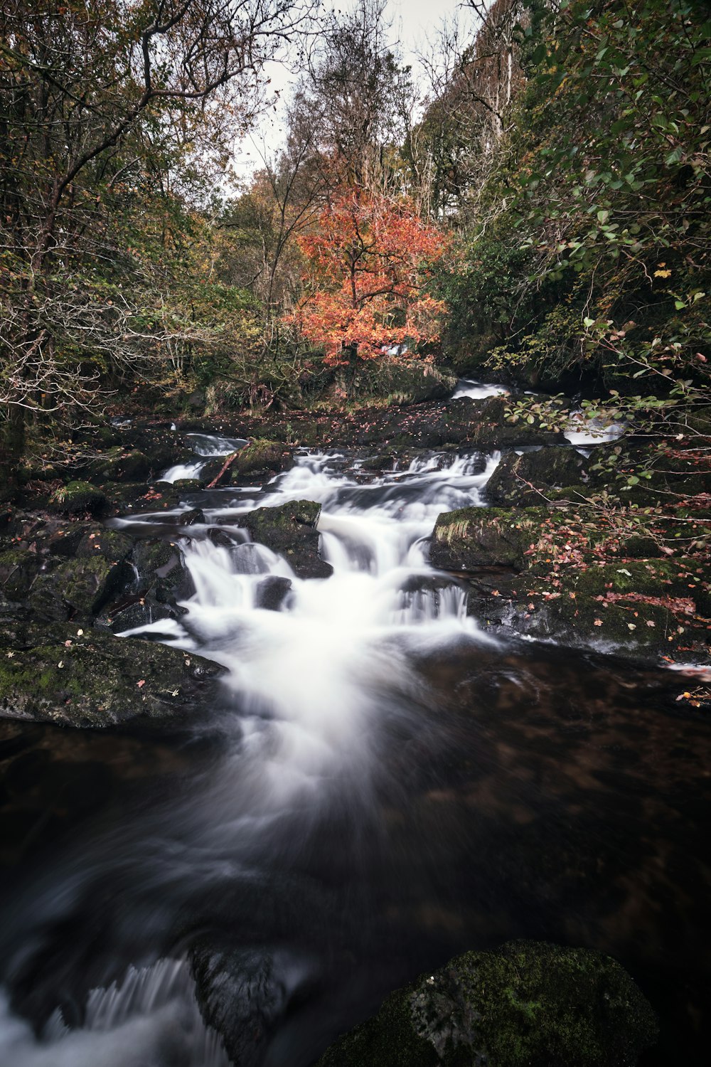 a stream running through a lush green forest