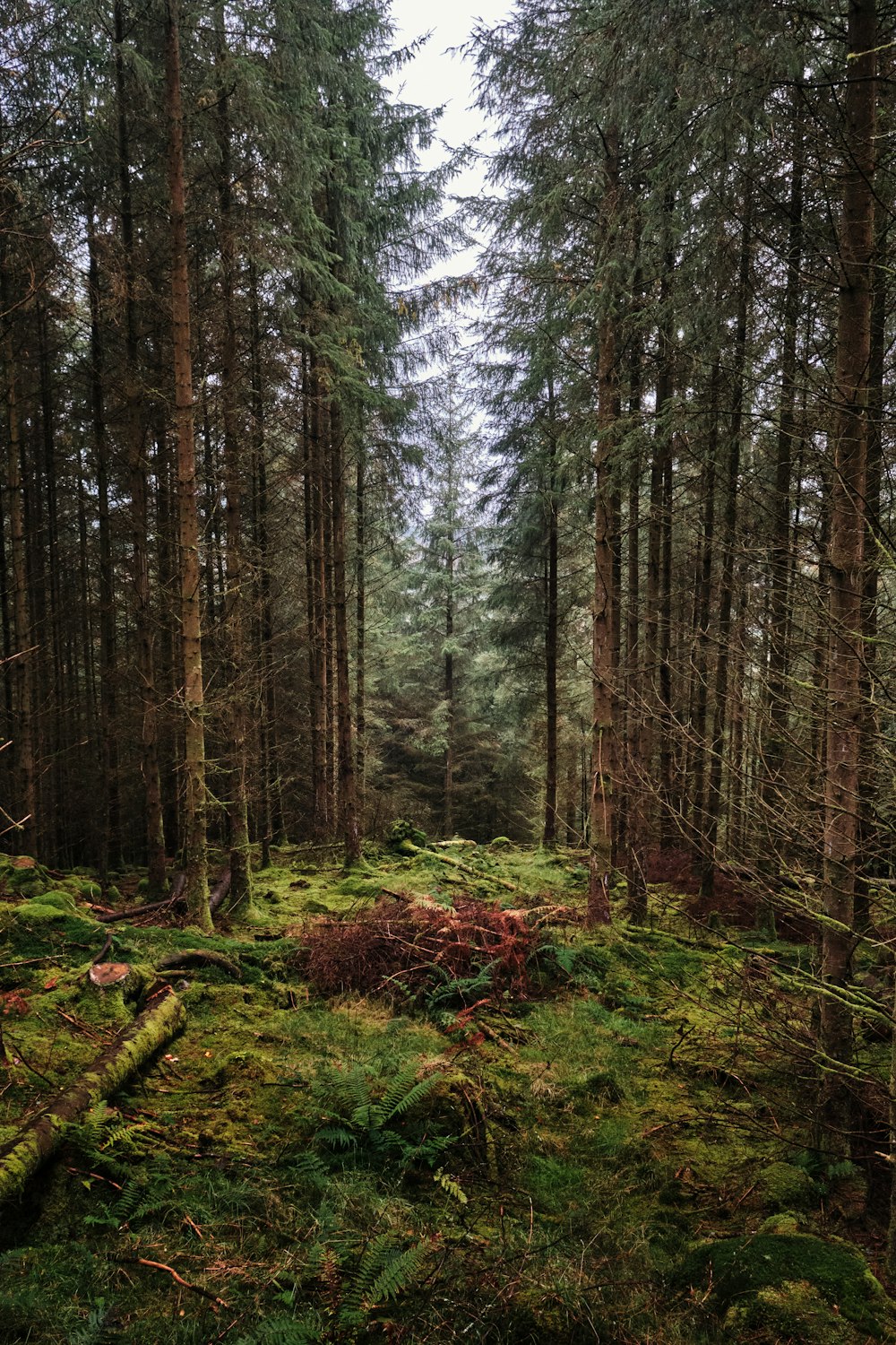 a forest filled with lots of tall trees