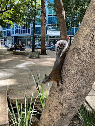 A squirrel with a bushy tail clings to the side of a tree in an urban setting. Surrounding the tree are green plants, and in the background, a modern building with glass facades is visible. People are sitting on curved benches near the building entrance, and trees line the paved walkway.