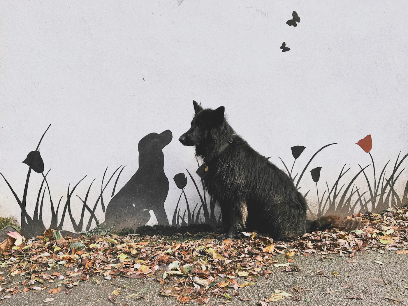 A calm dog sitting indoors in a bright room in front of framed wall art